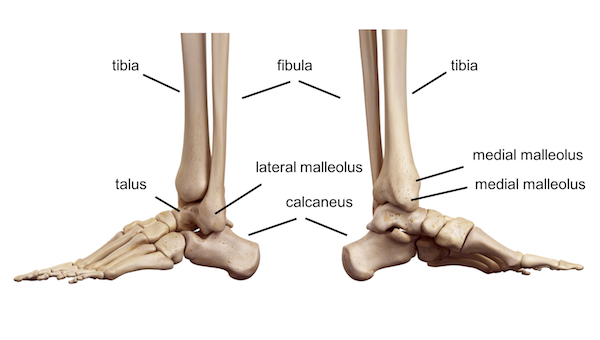 健康・医学 Anatomy of the Foot and ankle 1004_understanding-the-foot-